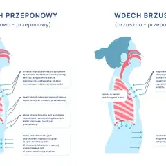 Ilustracje porównujące wdech przeponowy i brzuszny. Pokazują ruch przepony i klatki piersiowej podczas oddychania.
