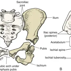 Anatomia miednicy: kość biodrowa, krzyżowa, guziczna i kulszowa. Widoczne panewka, otwory i grzebienie.