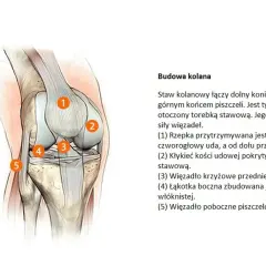 Anatomia kolana z zaznaczonymi elementami, ważna przy diagnostyce gonartrozy.