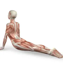 Anatomia mięśniowa w pozycji kobry. Widoczny mięsień pośladkowy średni, pracujący przy stabilizacji bioder.
