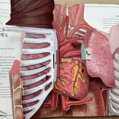 Anatomia klatki piersiowej: serce, płuca i naczynia krwionośne. Ta trójwymiarowa tkanka pokazuje szczegółowy przekrój ludzkiego ciała.