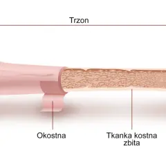 Przekrój kości udowej z widoczną nasadą, trzonem, tkanką kostną gąbczastą i zbitą.