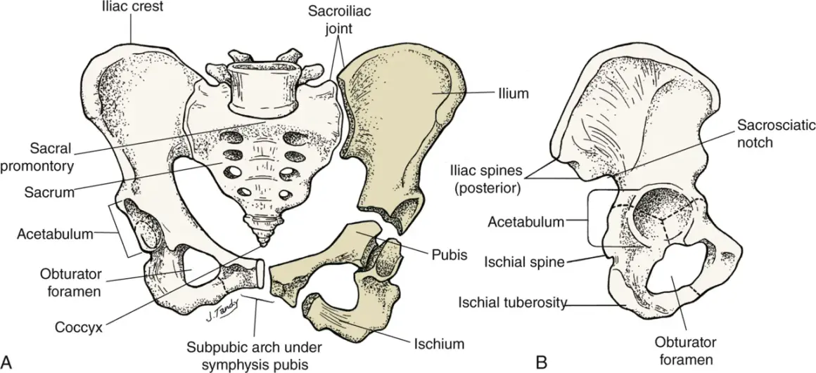 Anatomia miednicy: kość biodrowa, krzyżowa, guziczna i kulszowa. Widoczne panewka, otwory i grzebienie.