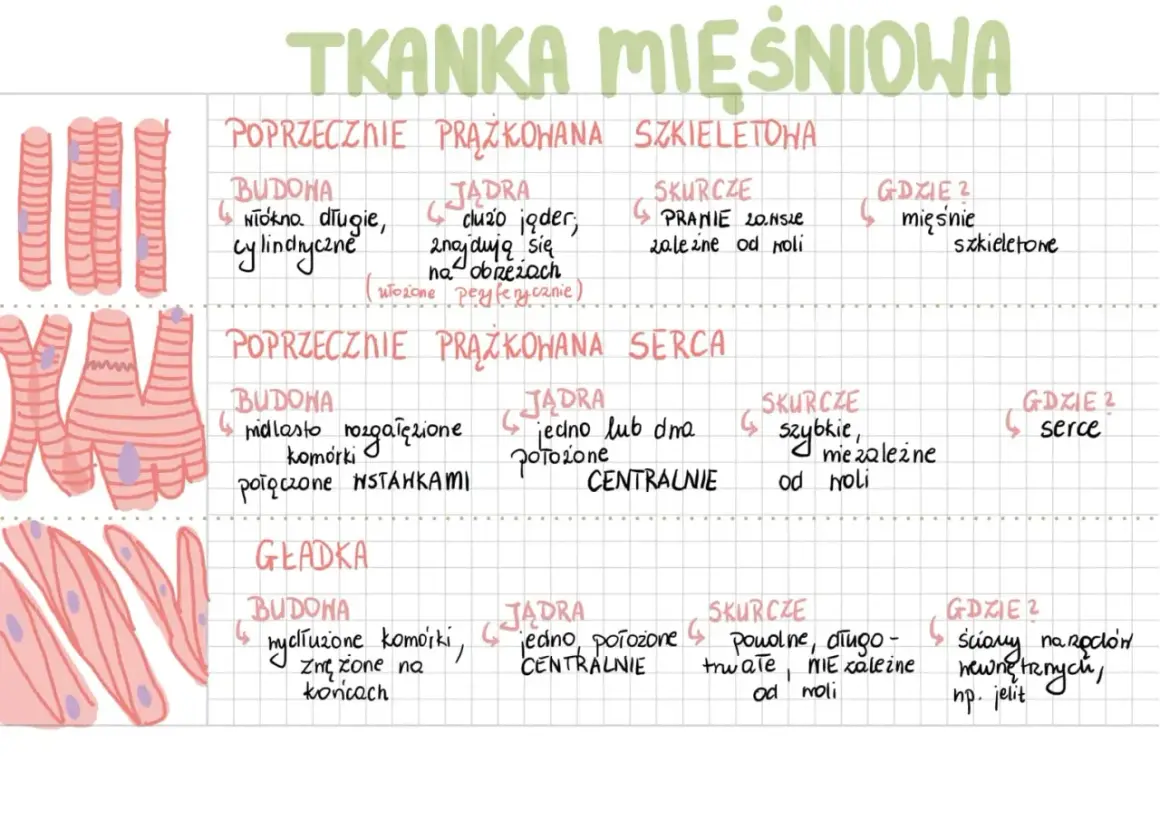 Ilustracja porównuje rodzaje tkanki mięśniowej: szkieletową, serca i gładką, opisując ich budowę, jądra, skurcze i lokalizację.