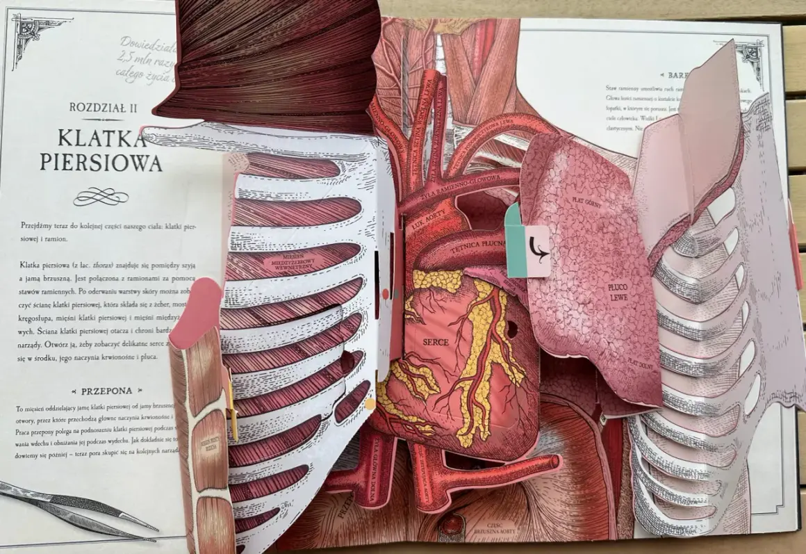 Anatomia klatki piersiowej: serce, płuca i naczynia krwionośne. Ta trójwymiarowa tkanka pokazuje szczegółowy przekrój ludzkiego ciała.