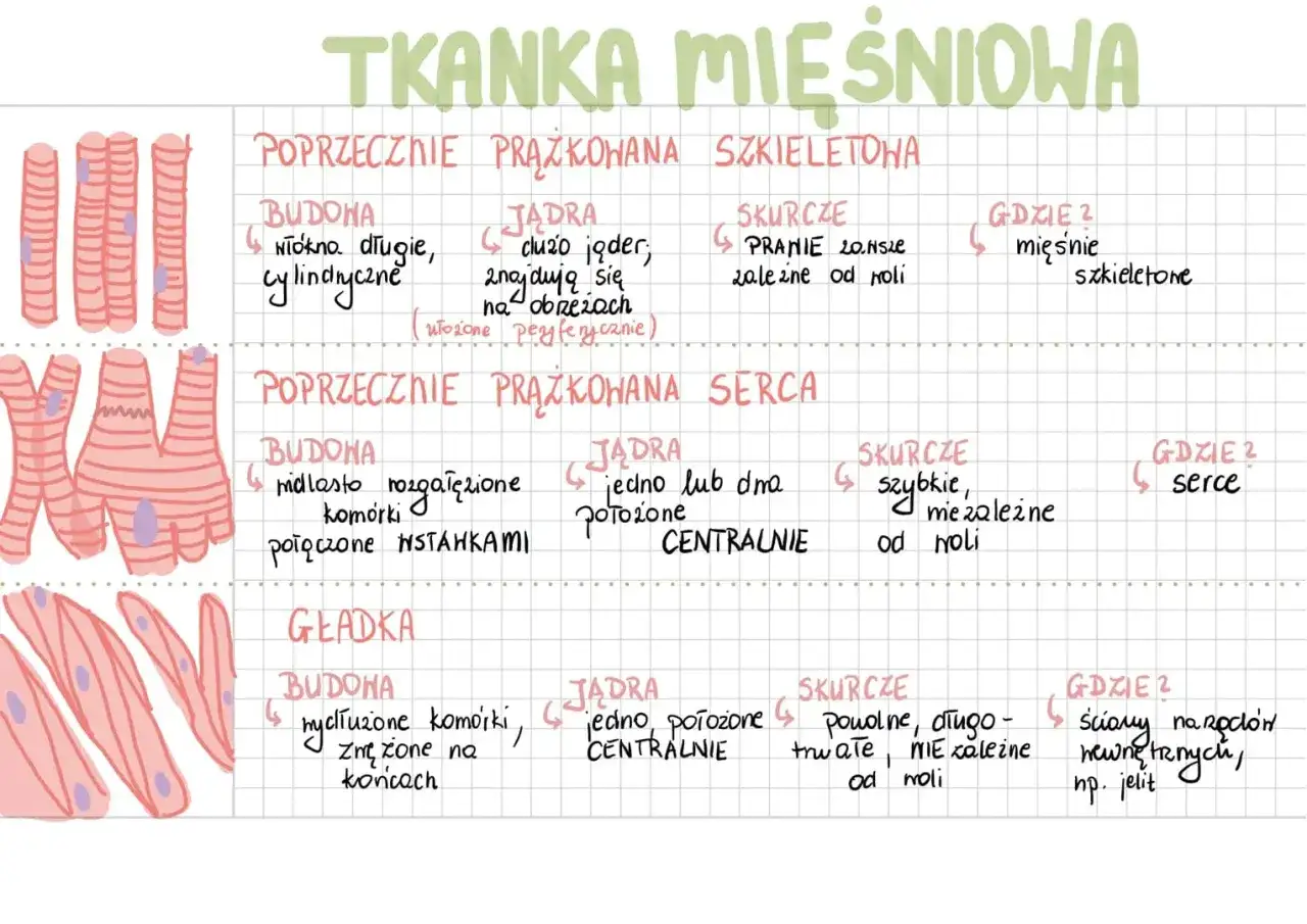 Tkanka mięśniowa - Więcej niż ruch. Jak o nią dbać?
