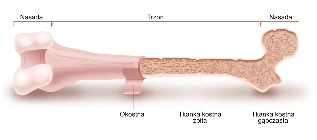 Kość udowa - budowa, urazy i rehabilitacja