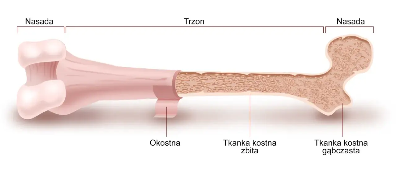 Kość udowa - budowa, urazy i rehabilitacja