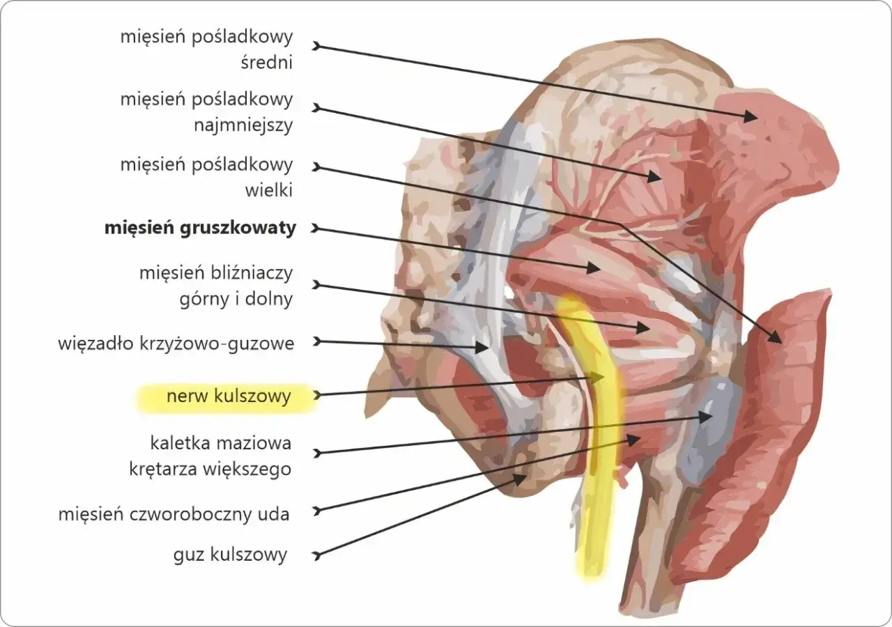 Anatomia miednicy: mięsień pośladkowy średni, mięsień gruszkowaty i nerw kulszowy.
