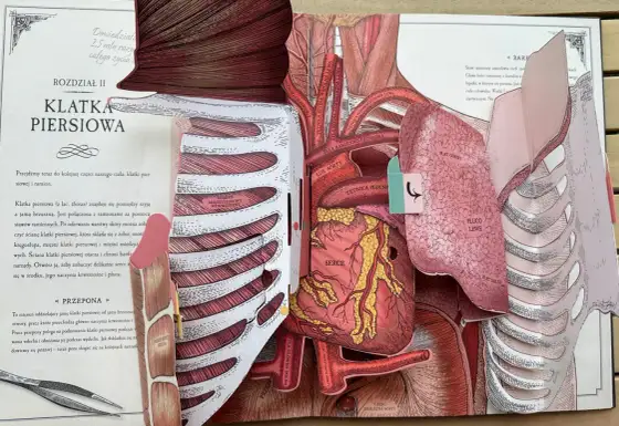 Tkanka - dlaczego boli i jak ją leczyć? Przewodnik po anatomii