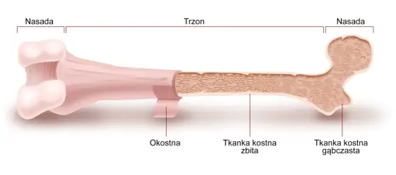 Kość udowa - budowa, urazy i rehabilitacja