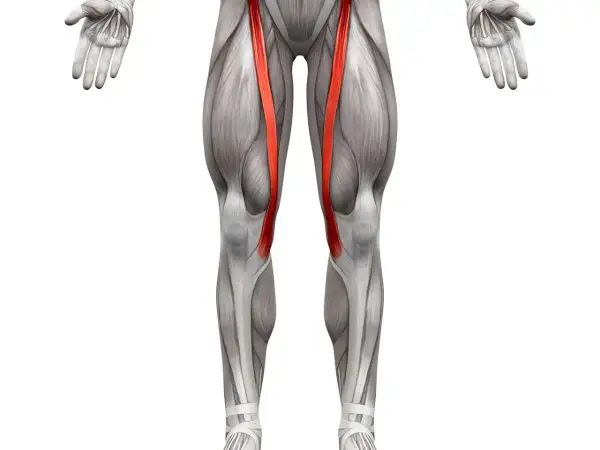 Anatomia uda z uwydatnionym mięśniem krawieckim, biegnącym ukośnie od biodra do kolana.