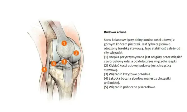 Anatomia kolana z zaznaczonymi elementami, ważna przy diagnostyce gonartrozy.