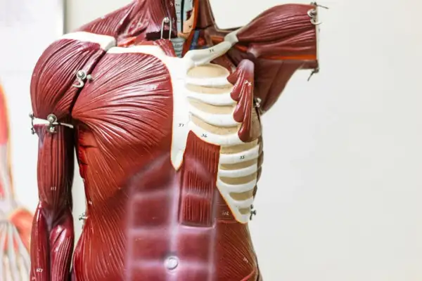 Model anatomiczny klatki piersiowej z widocznymi mięśniami brzucha i klatki piersiowej. Widać żebra i fragment przepony.